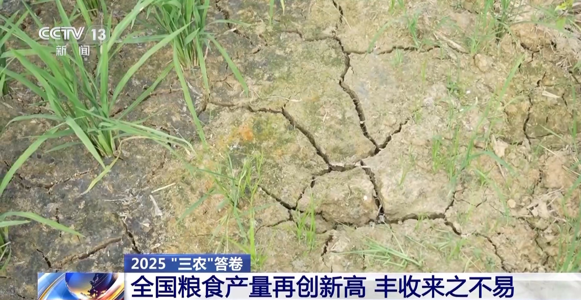 1.43万亿斤！为何今年全国粮食产量再创新高？