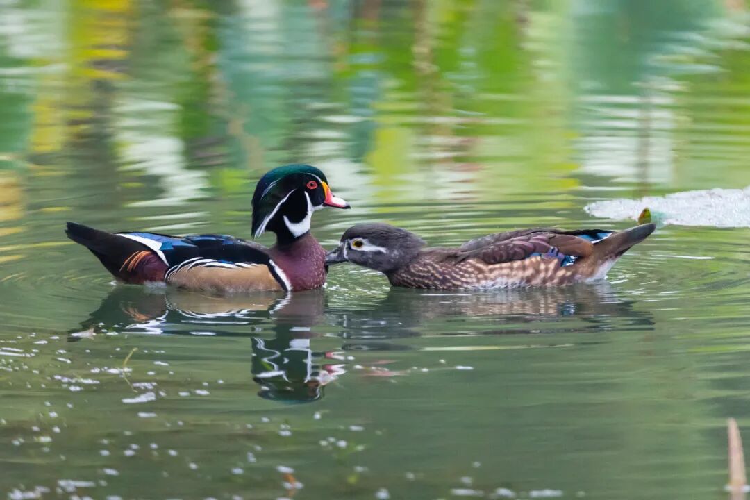 不是鸭子！玄武湖上密密麻麻的都是啥？
