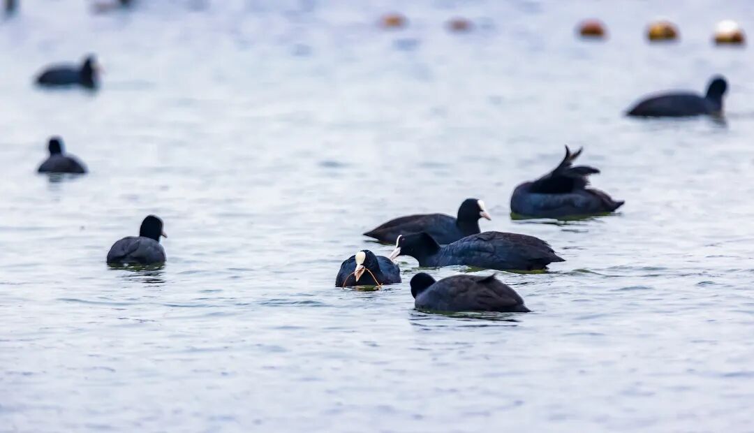 不是鸭子！玄武湖上密密麻麻的都是啥？