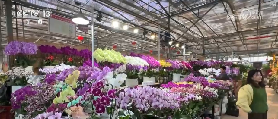 “鸿运当头”“幸福到来”鲜切花供销两旺 美丽经济“红火”出海开辟大市场