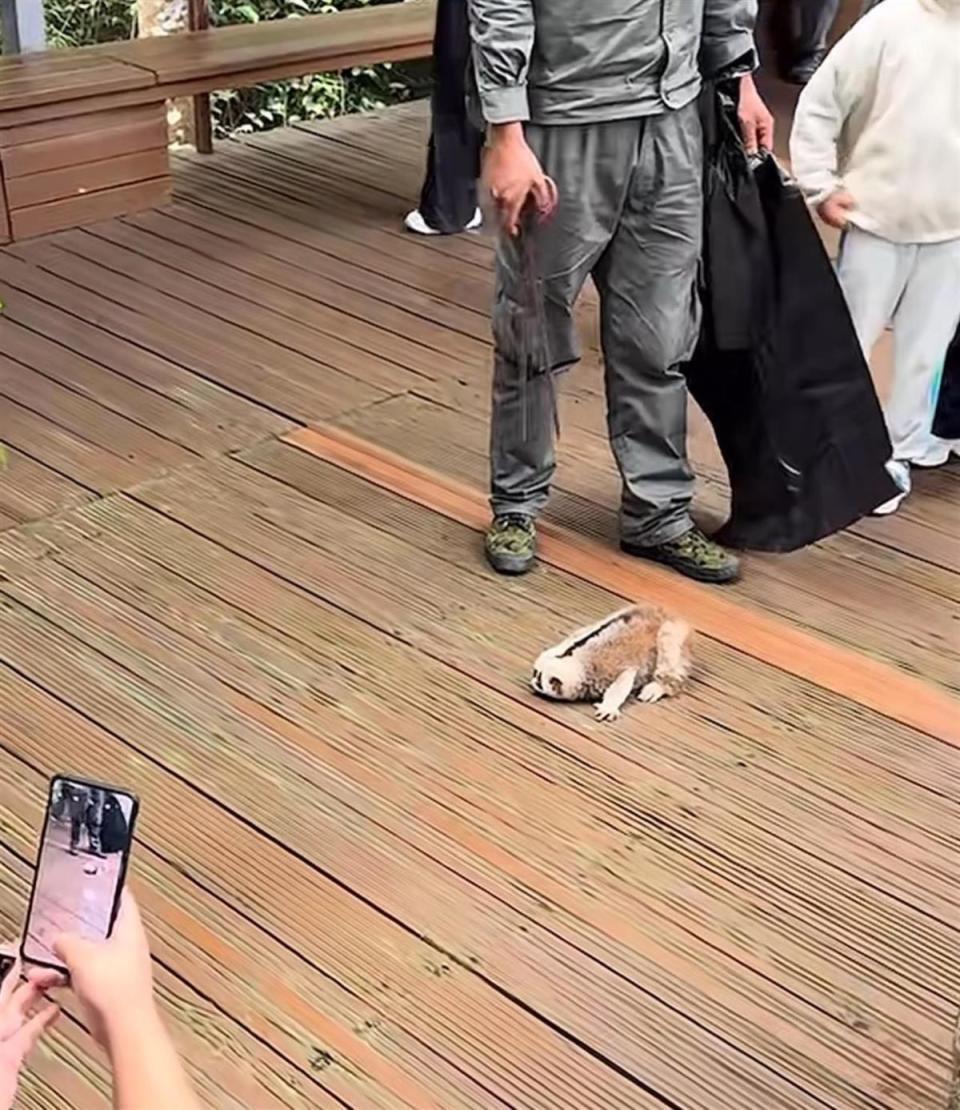 游客拍照时摇树致国家一级保护动物懒猴坠落，景区：有专人处理，目前懒猴状况正常