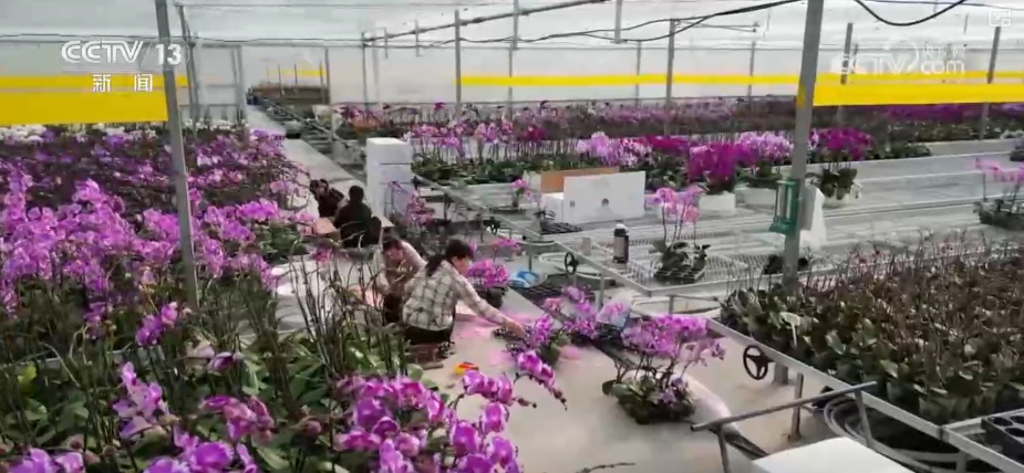 “鸿运当头”“幸福到来”鲜切花供销两旺 美丽经济“红火”出海开辟大市场