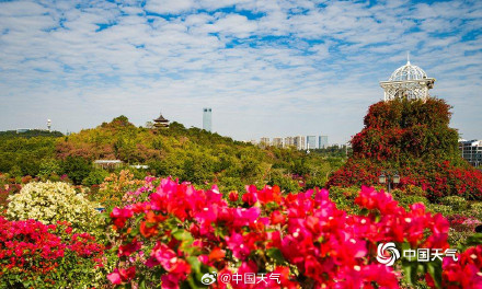 广西南宁三角梅进入盛花期 吸引游人拍照打卡