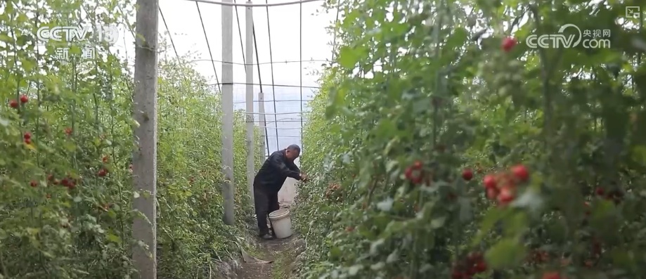 元旦假期“米袋子”“油瓶子”“菜篮子”供应物丰价稳、市场购销两旺