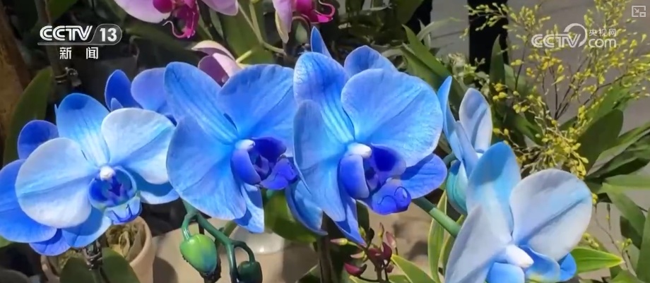 “鸿运当头”“幸福到来”鲜切花供销两旺 美丽经济“红火”出海开辟大市场