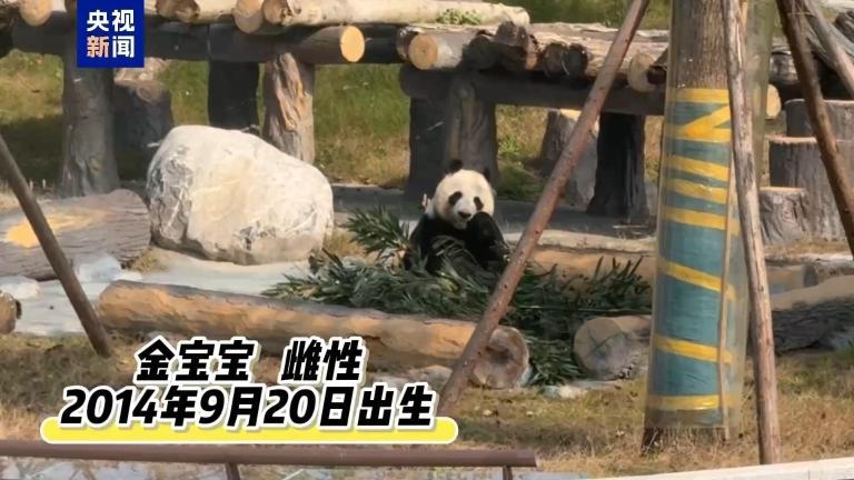 20只大熊猫已入住 中国大熊猫保护研究中心绵阳基地试运营 20只大熊猫已入住 中国大熊猫保护研究中心绵阳基地试运营