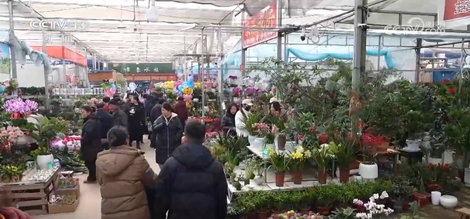“鸿运当头”“幸福到来”鲜切花供销两旺 美丽经济“红火”出海开辟大市场