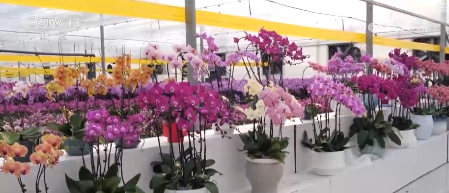 “鸿运当头”“幸福到来”鲜切花供销两旺 美丽经济“红火”出海开辟大市场