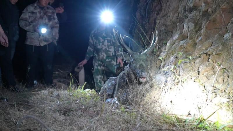 江西石城：400斤国家二级保护动物水鹿被困密林 警民携手成功救助