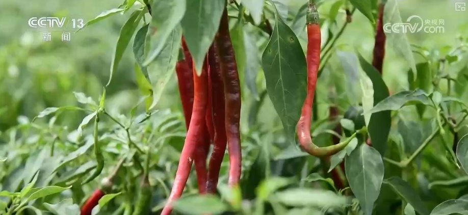 元旦假期“米袋子”“油瓶子”“菜篮子”供应物丰价稳、市场购销两旺