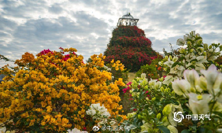 广西南宁三角梅进入盛花期 吸引游人拍照打卡