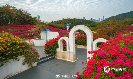 广西南宁三角梅进入盛花期 吸引游人拍照打卡