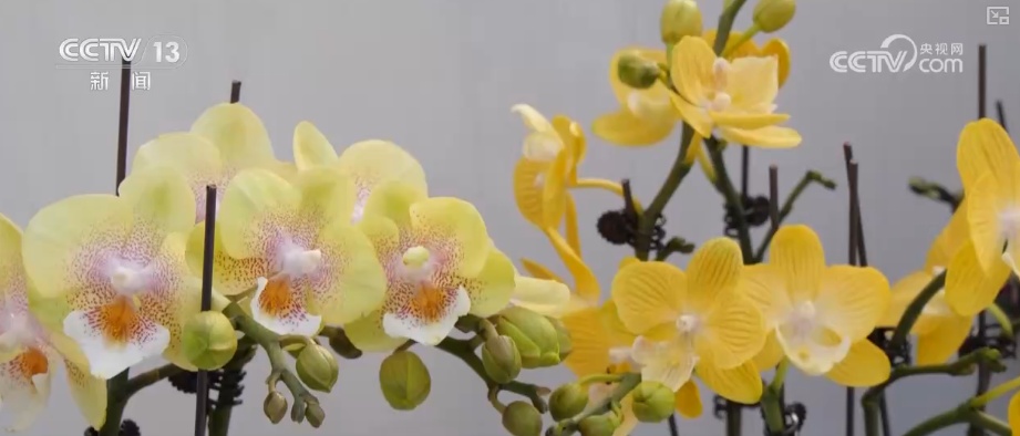 “鸿运当头”“幸福到来”鲜切花供销两旺 美丽经济“红火”出海开辟大市场