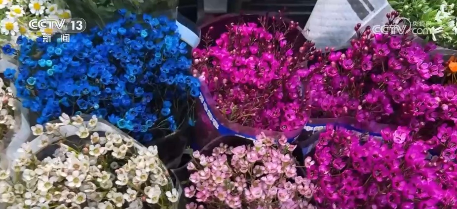 “鸿运当头”“幸福到来”鲜切花供销两旺 美丽经济“红火”出海开辟大市场