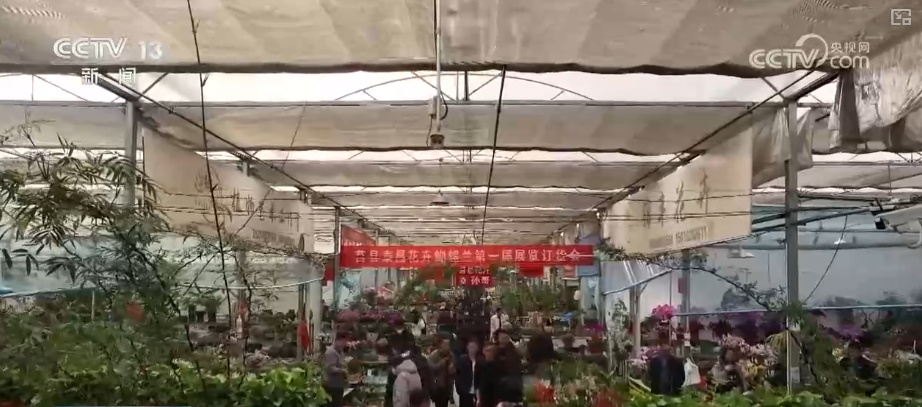 “鸿运当头”“幸福到来”鲜切花供销两旺 美丽经济“红火”出海开辟大市场