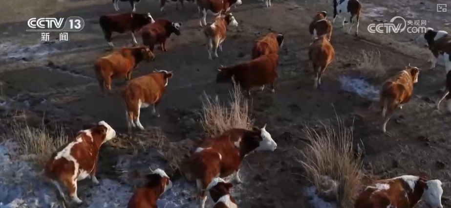 元旦假期“米袋子”“油瓶子”“菜篮子”供应物丰价稳、市场购销两旺