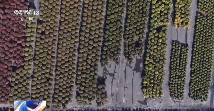 特色年宵花上新 各地畅销品种不同 你选哪一种? 特色年宵花上新 各地畅销品种不同 你选哪一种?