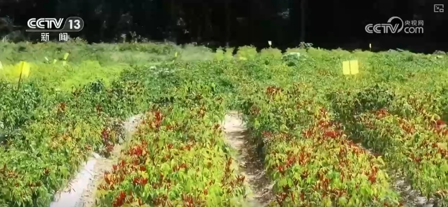 元旦假期“米袋子”“油瓶子”“菜篮子”供应物丰价稳、市场购销两旺