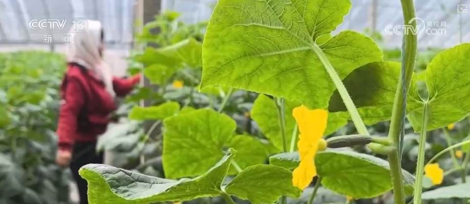 元旦假期“米袋子”“油瓶子”“菜篮子”供应物丰价稳、市场购销两旺