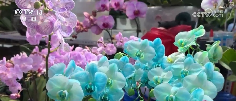 “鸿运当头”“幸福到来”鲜切花供销两旺 美丽经济“红火”出海开辟大市场