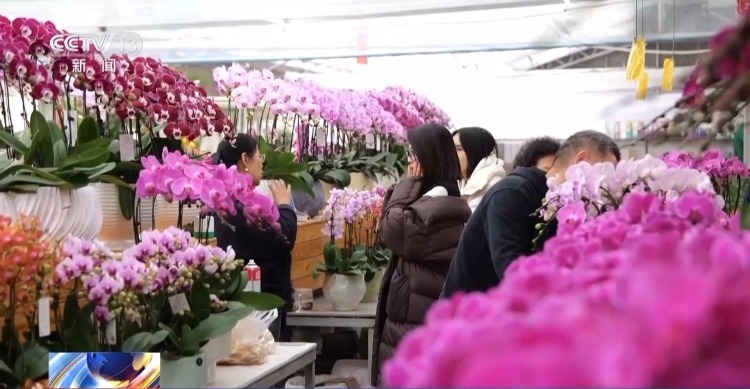 特色年宵花上新 各地畅销品种不同 你选哪一种? 特色年宵花上新 各地畅销品种不同 你选哪一种?