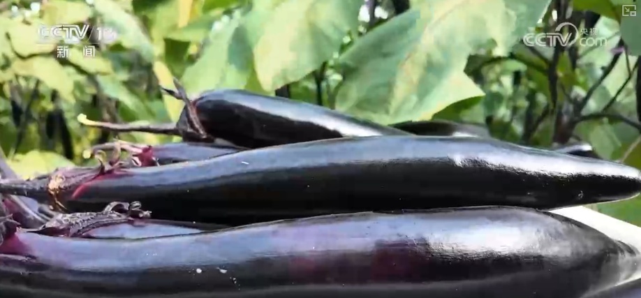 元旦假期“米袋子”“油瓶子”“菜篮子”供应物丰价稳、市场购销两旺