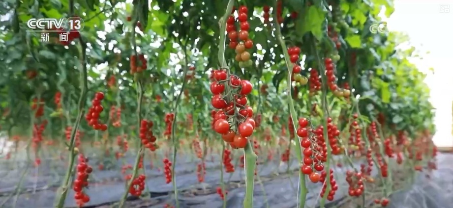 元旦假期“米袋子”“油瓶子”“菜篮子”供应物丰价稳、市场购销两旺