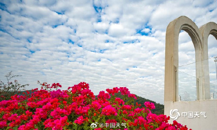 广西南宁三角梅进入盛花期 吸引游人拍照打卡