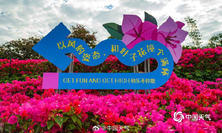 广西南宁三角梅进入盛花期 吸引游人拍照打卡