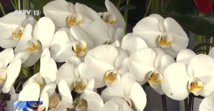 特色年宵花上新 各地畅销品种不同 你选哪一种? 特色年宵花上新 各地畅销品种不同 你选哪一种?