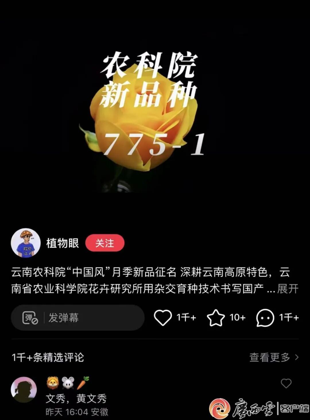 “文秀月季”定名！以花之名致敬时代楷模黄文秀