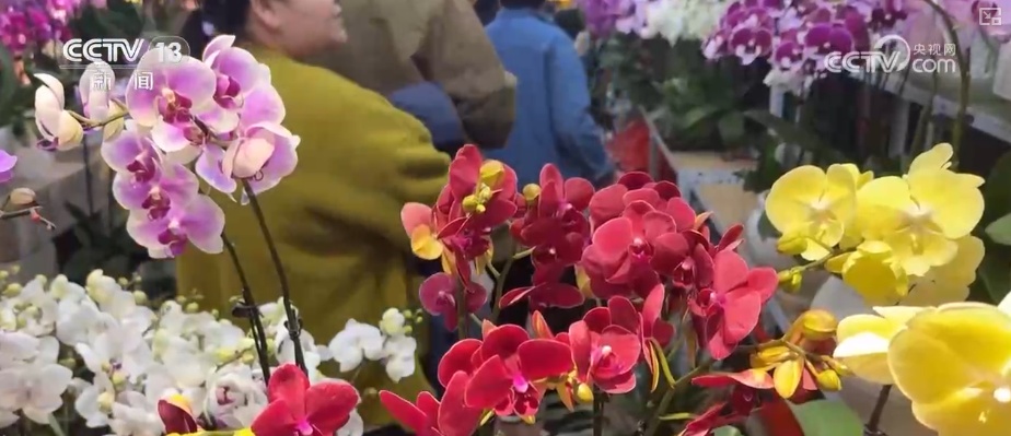 “鸿运当头”“幸福到来”鲜切花供销两旺 美丽经济“红火”出海开辟大市场