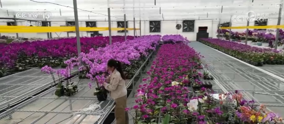 “鸿运当头”“幸福到来”鲜切花供销两旺 美丽经济“红火”出海开辟大市场