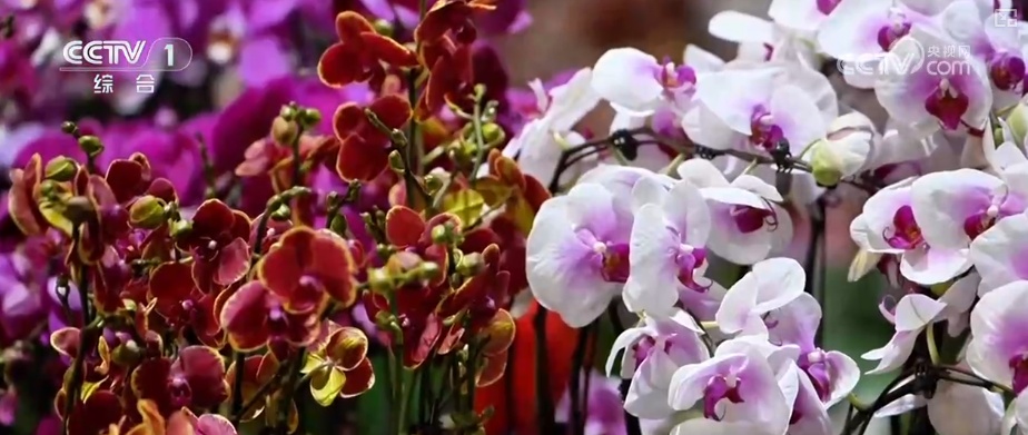“南花北运”锁鲜达 辞旧迎新活力十足 “鲜花+”变身消费“新宠”激活经济新引擎