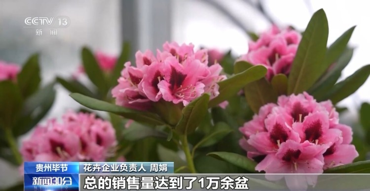 特色年宵花上新 各地畅销品种不同 你选哪一种? 特色年宵花上新 各地畅销品种不同 你选哪一种?