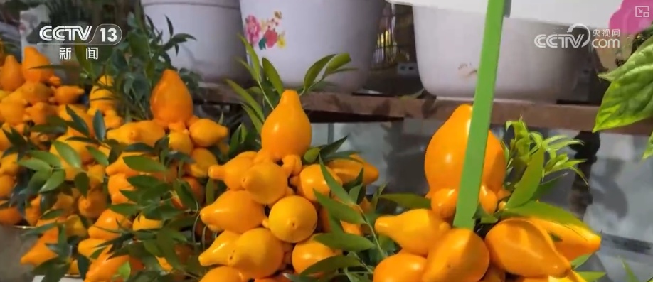 “鸿运当头”“幸福到来”鲜切花供销两旺 美丽经济“红火”出海开辟大市场