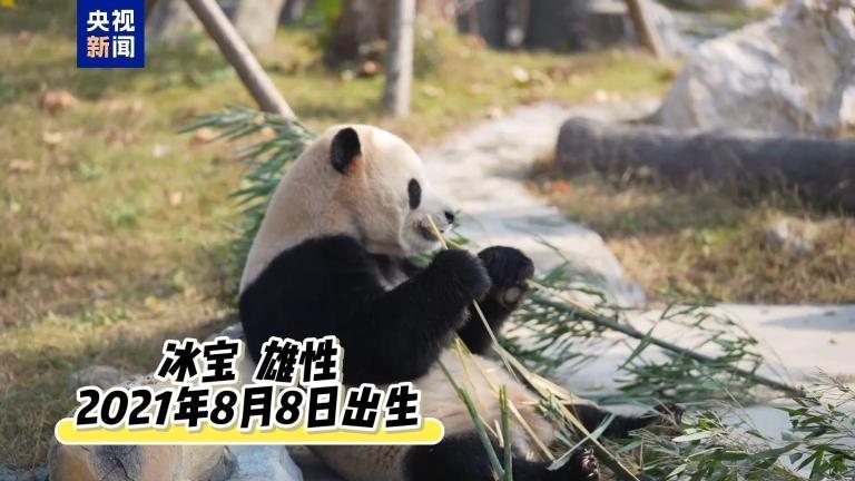 20只大熊猫已入住 中国大熊猫保护研究中心绵阳基地试运营 20只大熊猫已入住 中国大熊猫保护研究中心绵阳基地试运营