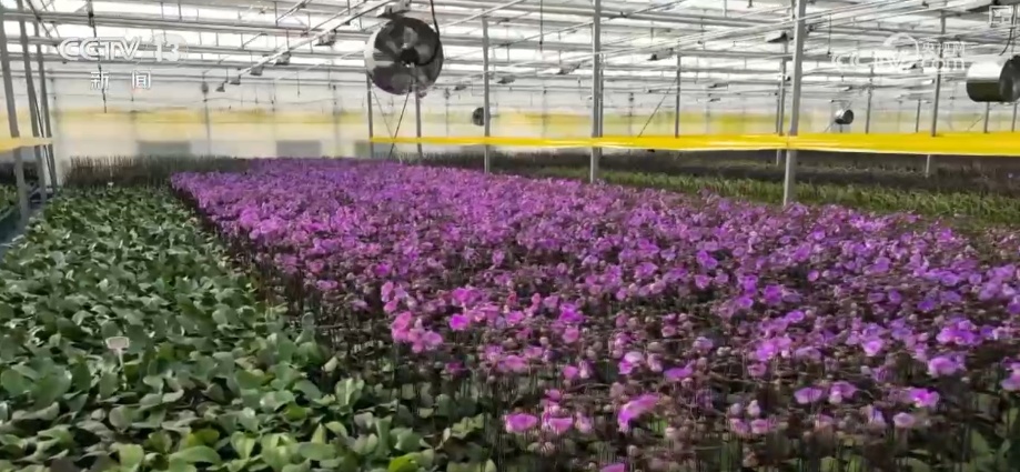 “鸿运当头”“幸福到来”鲜切花供销两旺 美丽经济“红火”出海开辟大市场