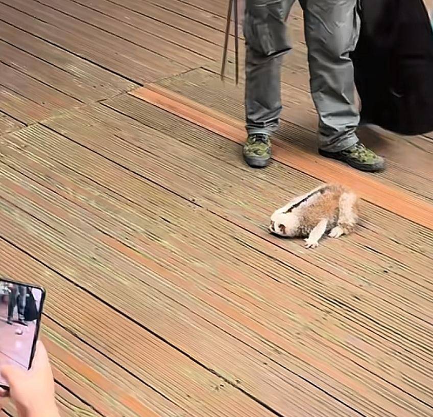 游客为拍照将蜂猴从树上摇落摔地！野象谷景区：涉事游客已找到，有专人处理