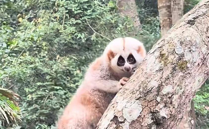 游客为拍照将蜂猴从树上摇落摔地！野象谷景区：涉事游客已找到，有专人处理