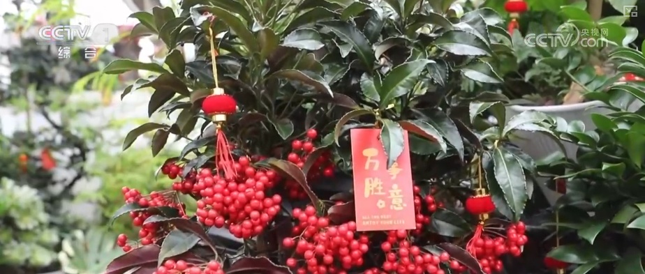 “南花北运”锁鲜达 辞旧迎新活力十足 “鲜花+”变身消费“新宠”激活经济新引擎