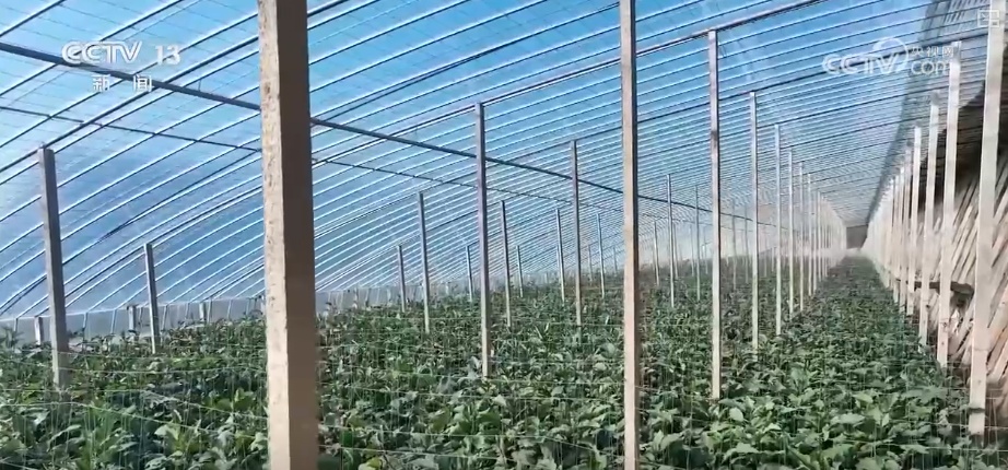 元旦假期“米袋子”“油瓶子”“菜篮子”供应物丰价稳、市场购销两旺