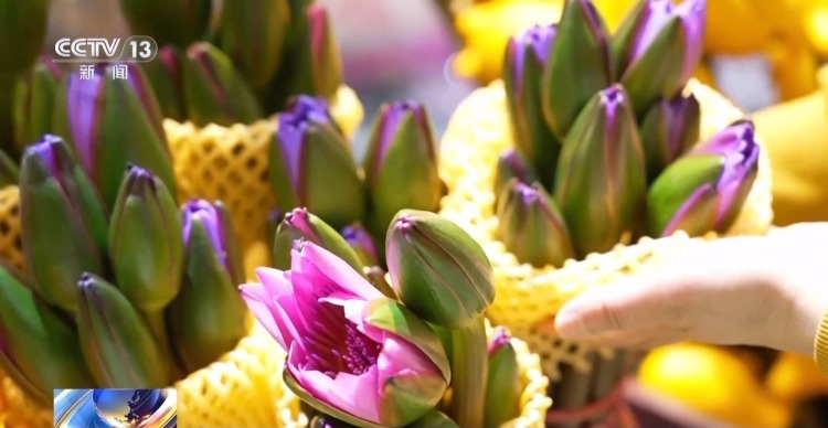 特色年宵花上新 各地畅销品种不同 你选哪一种? 特色年宵花上新 各地畅销品种不同 你选哪一种?