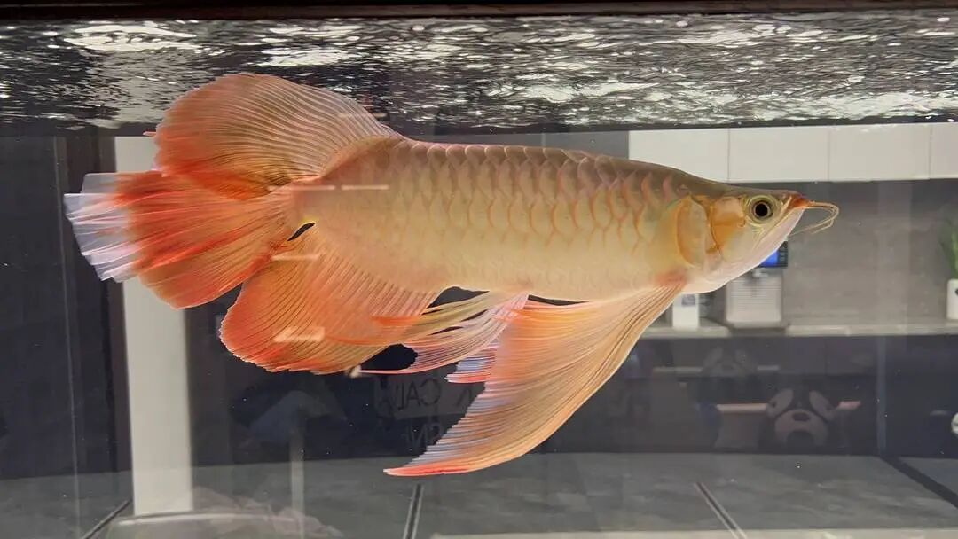 龙鱼也能做“眼部医美”？河北小伙免费手术走红网络