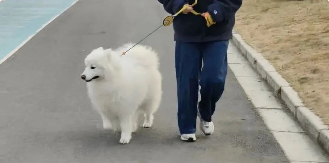 下月起，不文明养犬行为最高可拘留10天罚1000元，网友：希望张贴到每个小区