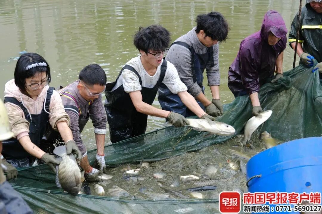 8000斤鱼免费吃！广西这所大学又开始“摸鱼”