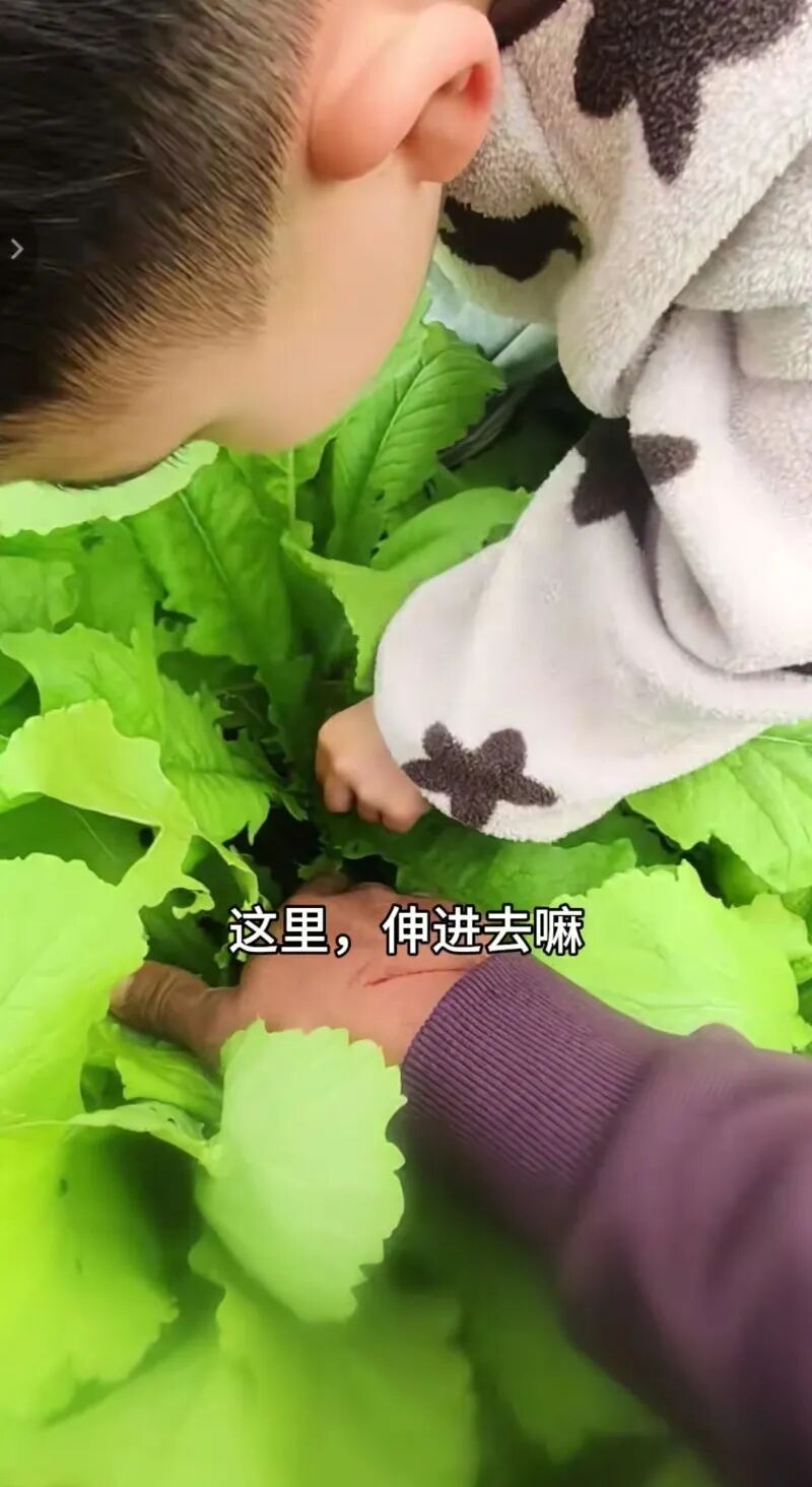 因偷甘蔗活动走红的眉山老板又玩菜青虫换萝卜?当地回应 因偷甘蔗活动走红的眉山老板又玩菜青虫换萝卜?当地回应