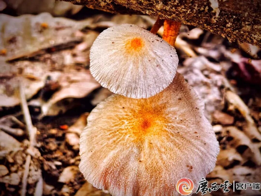 全国首次记录!广西发现两种“高颜值”蘑菇物种 全国首次记录!广西发现两种“高颜值”蘑菇物种
