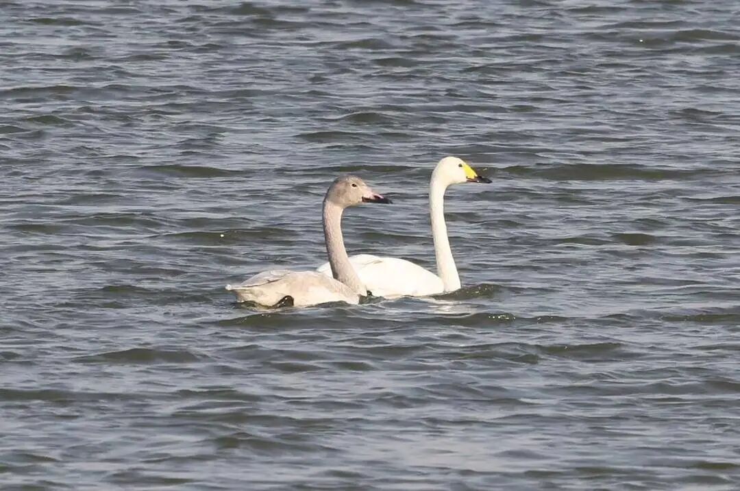 群鸟飞聚!辽宁这个自然保护区鸟类刷新至382种 群鸟飞聚!辽宁这个自然保护区鸟类刷新至382种