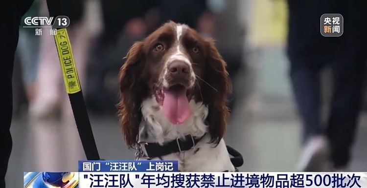 从萌新奶狗到搜捕小能手 国门“汪汪队”上岗记
